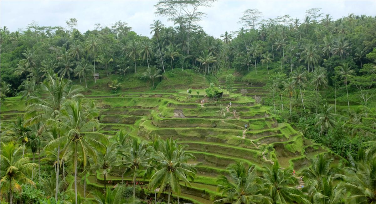 Tegalalang Rice Terrace