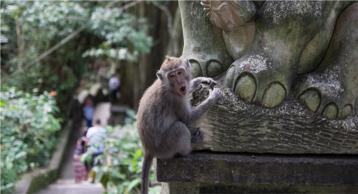 Ubud Monkey Forest