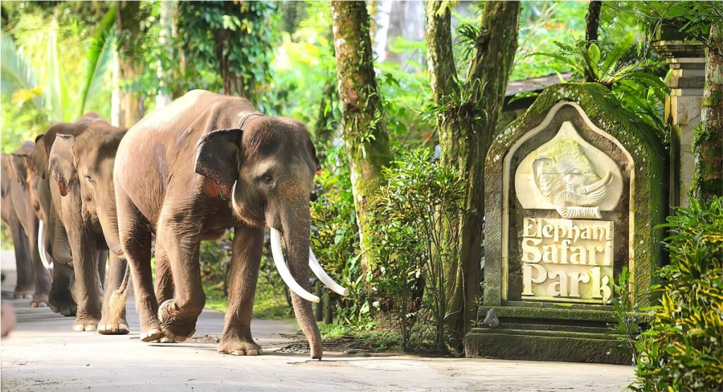 Bali Safari Elephant Ride