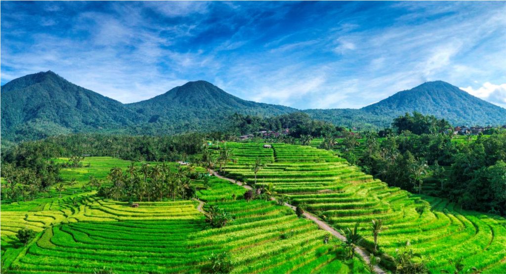 Jatiluwih Rice Terrace