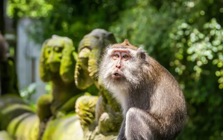 ubud bali