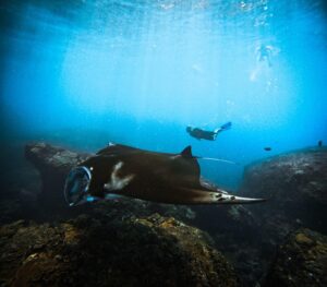 Bali Snorkeling Tour