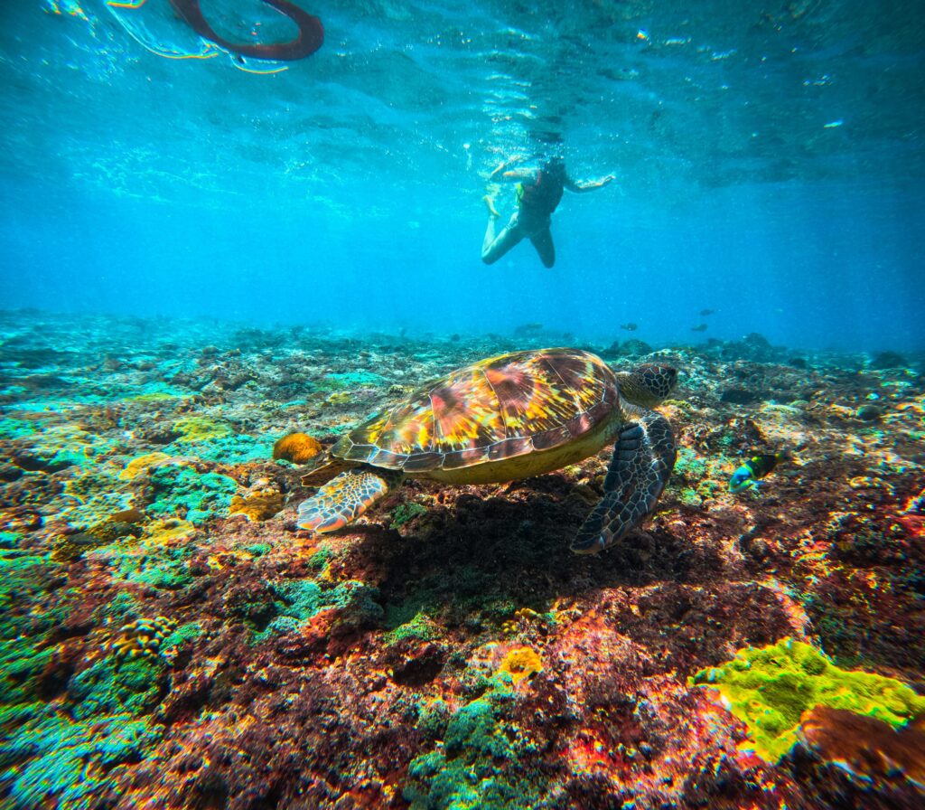 Bali Snorkeling Tour