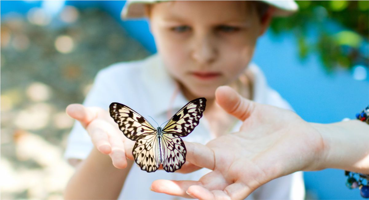Bali Kemenuh Butterfly Park