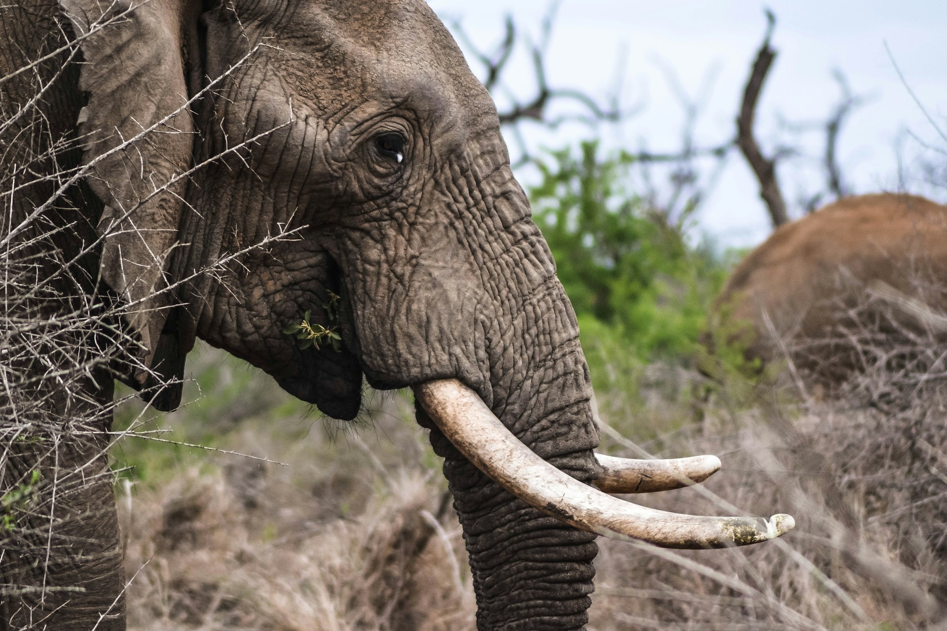 11 Interesting Facts about Sumatran Elephants at Safari Bali