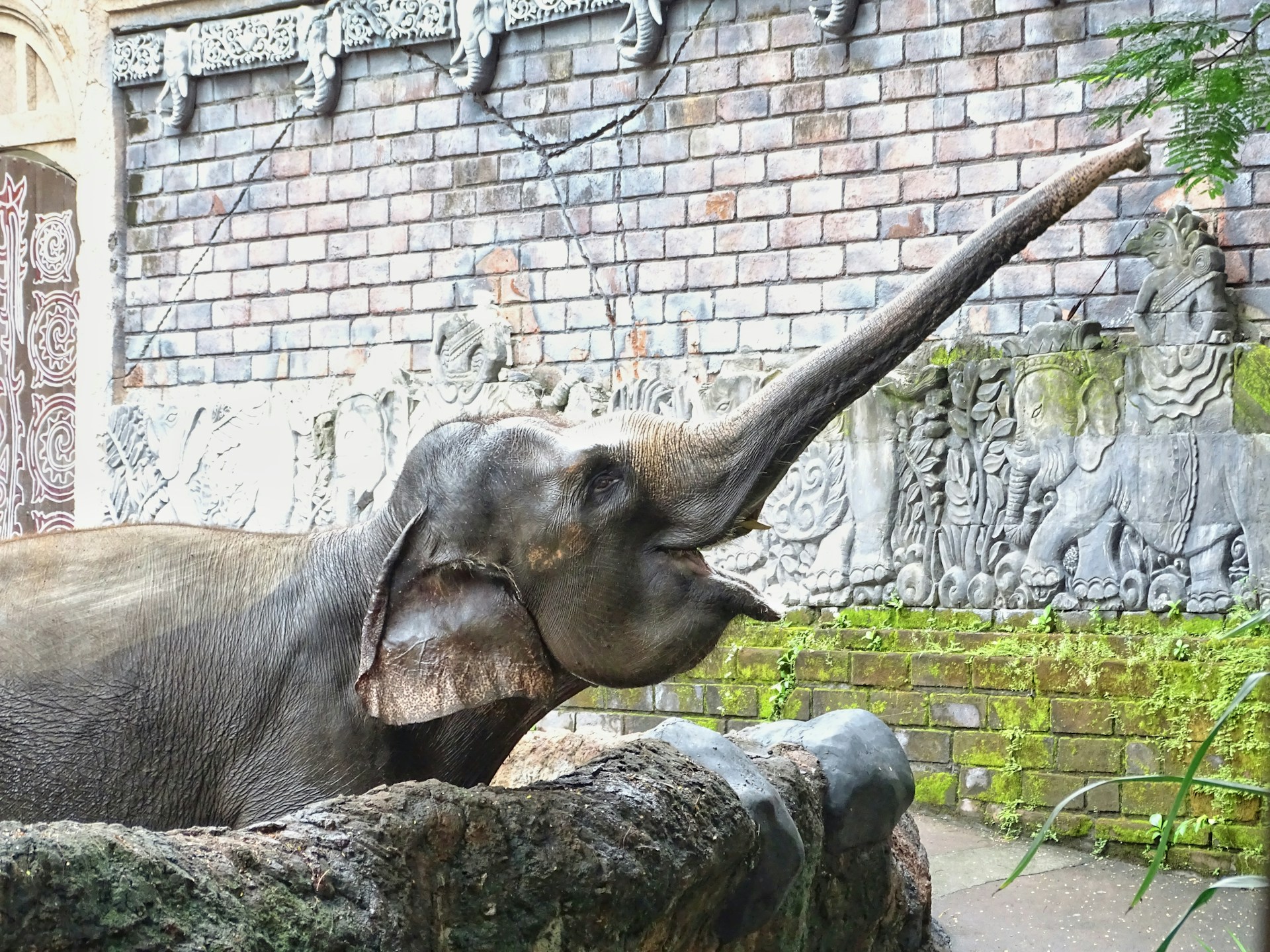 11 Interesting Facts about Sumatran Elephants at Safari Bali