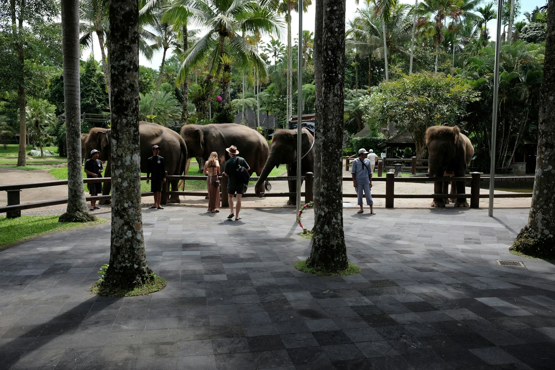 11 Interesting Facts about Sumatran Elephants at Safari Bali