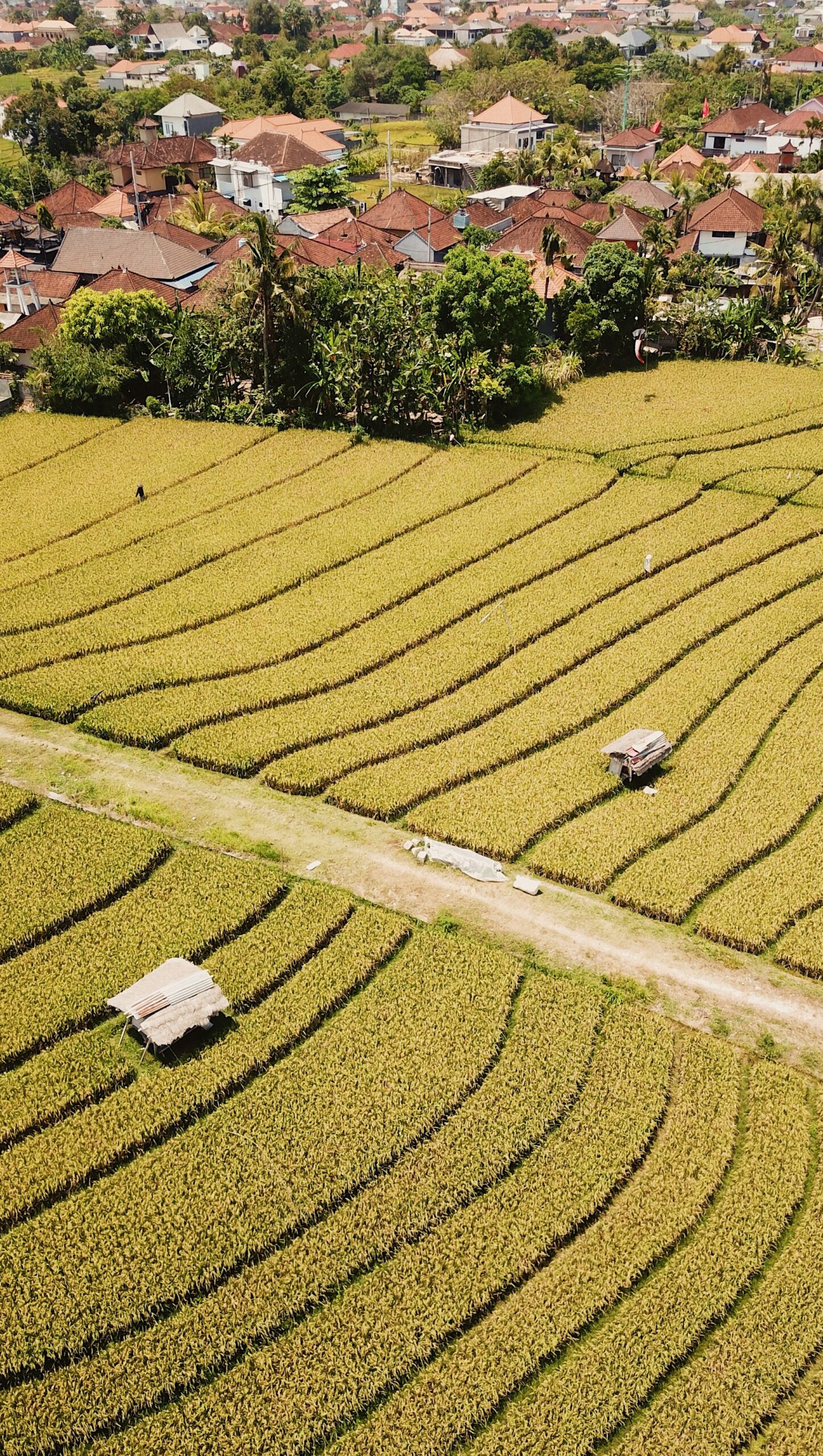Which One is The Right Place for Healing in Bali: Canggu or Ubud?
