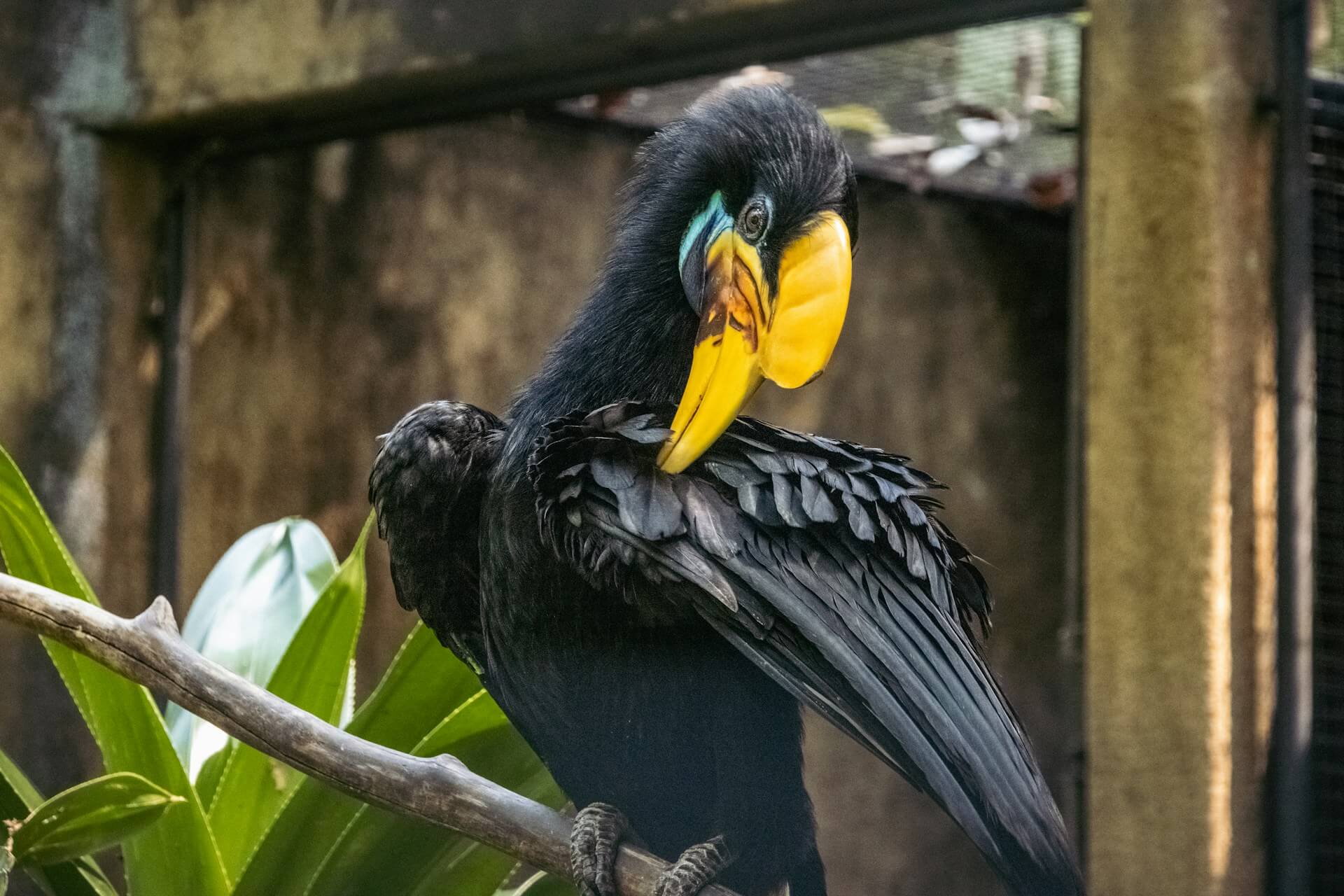 Educational Family Vacation Guide to Bali Bird Park