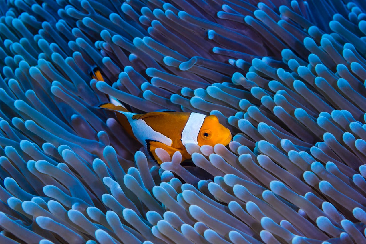 Snorkeling Guide for Beginners