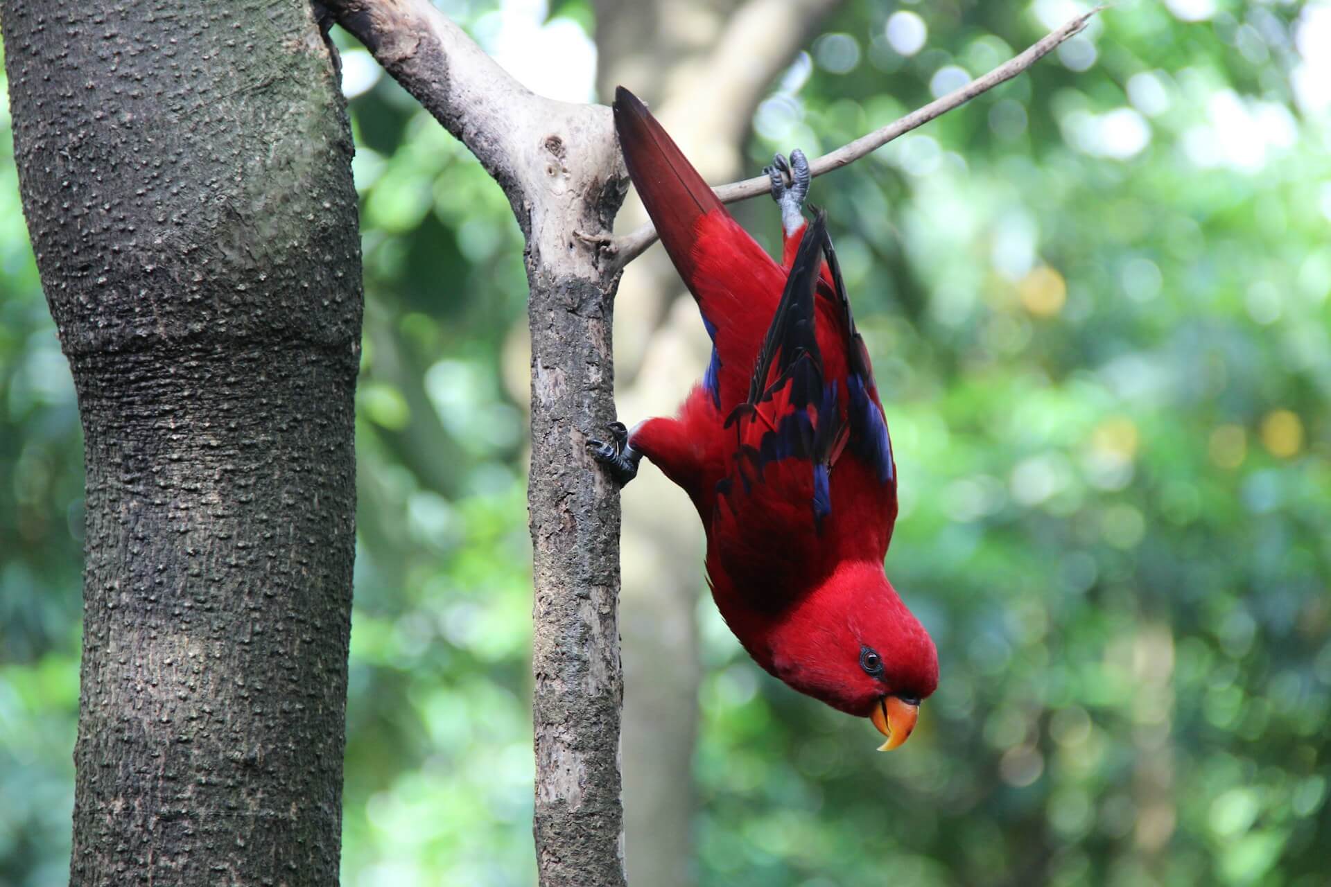 Educational Family Vacation Guide to Bali Bird Park