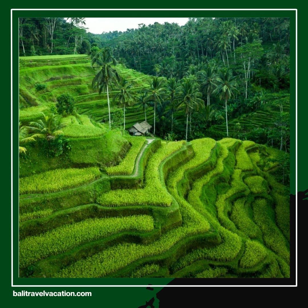 Bali Instagram Tour The Best Photo Spots for Your Dream Instagram Feed!