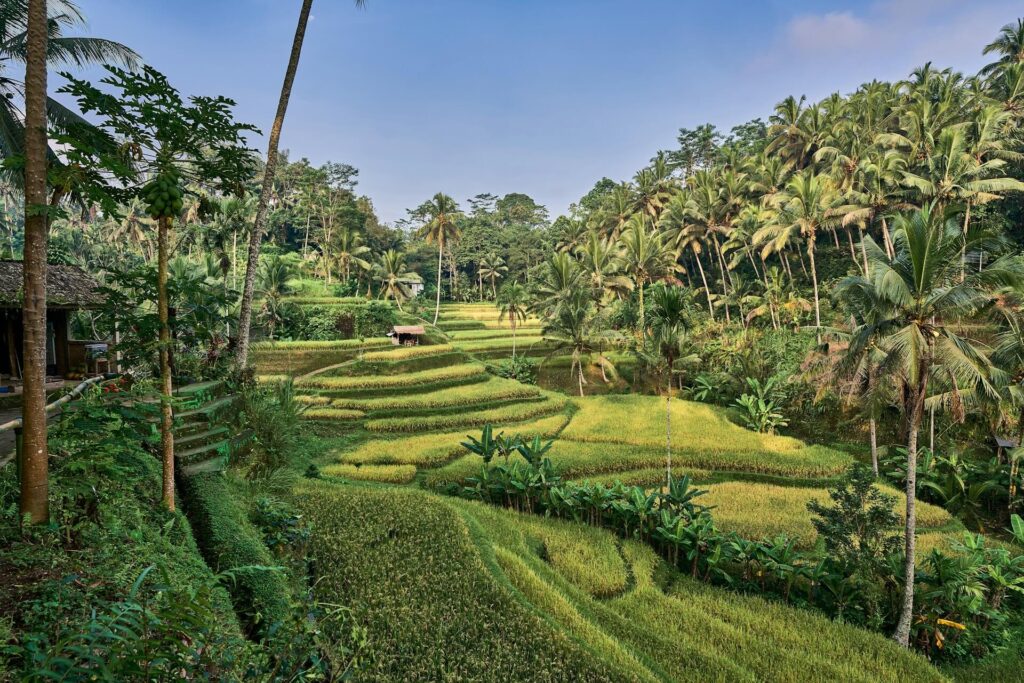 An Afternoon Stroll in Campuhan Hill: Bali's Hidden Gem for Tranquil Escapes