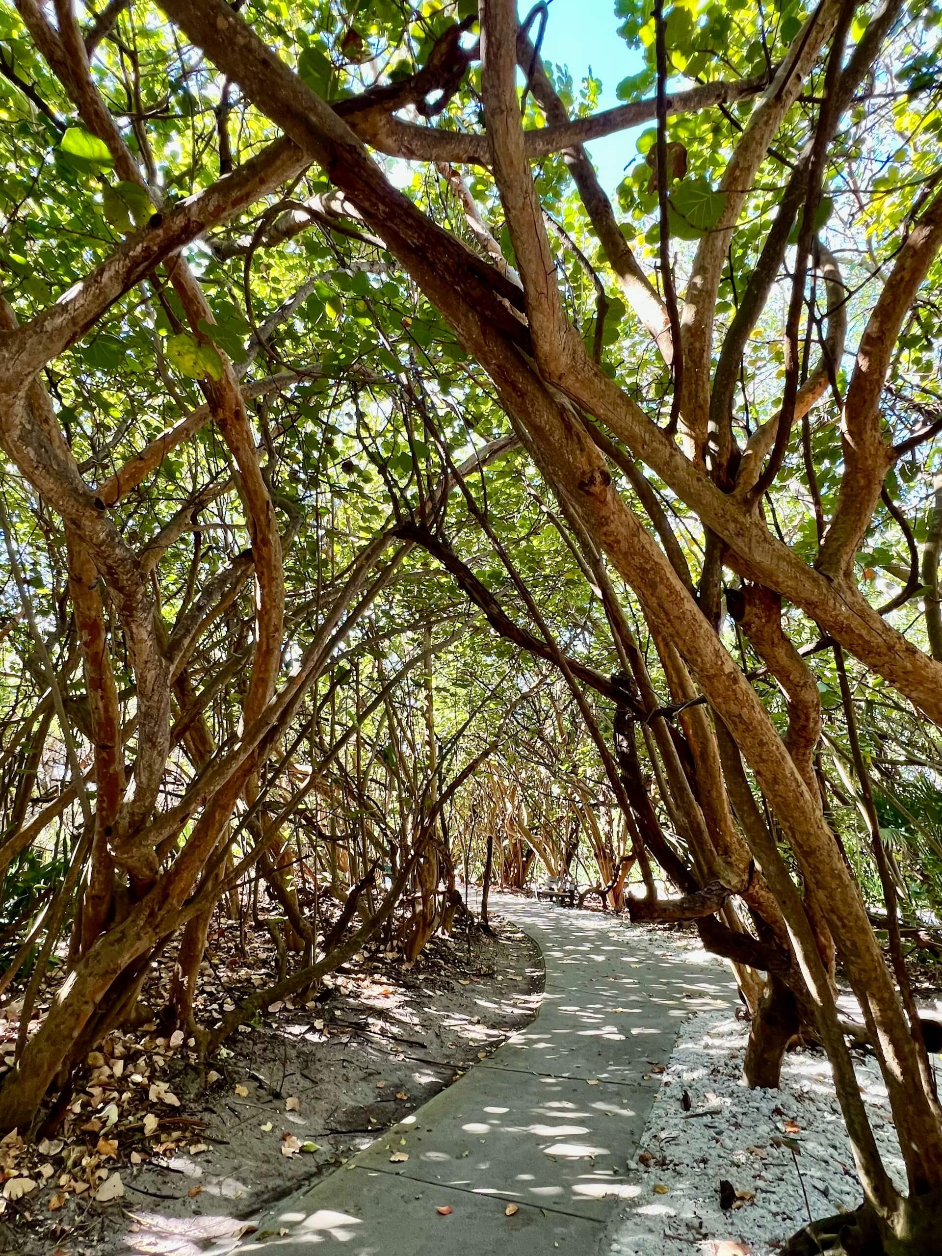 Lost in the Green Nusa Penida’s Secret Mangrove Sanctuary