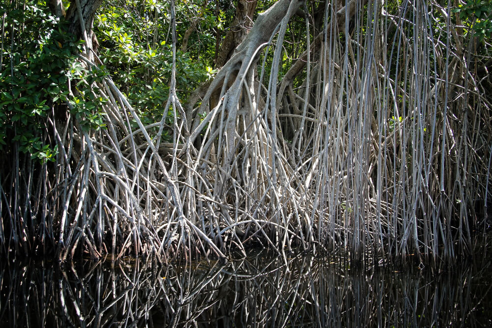 Lost in the Green Nusa Penida’s Secret Mangrove Sanctuary