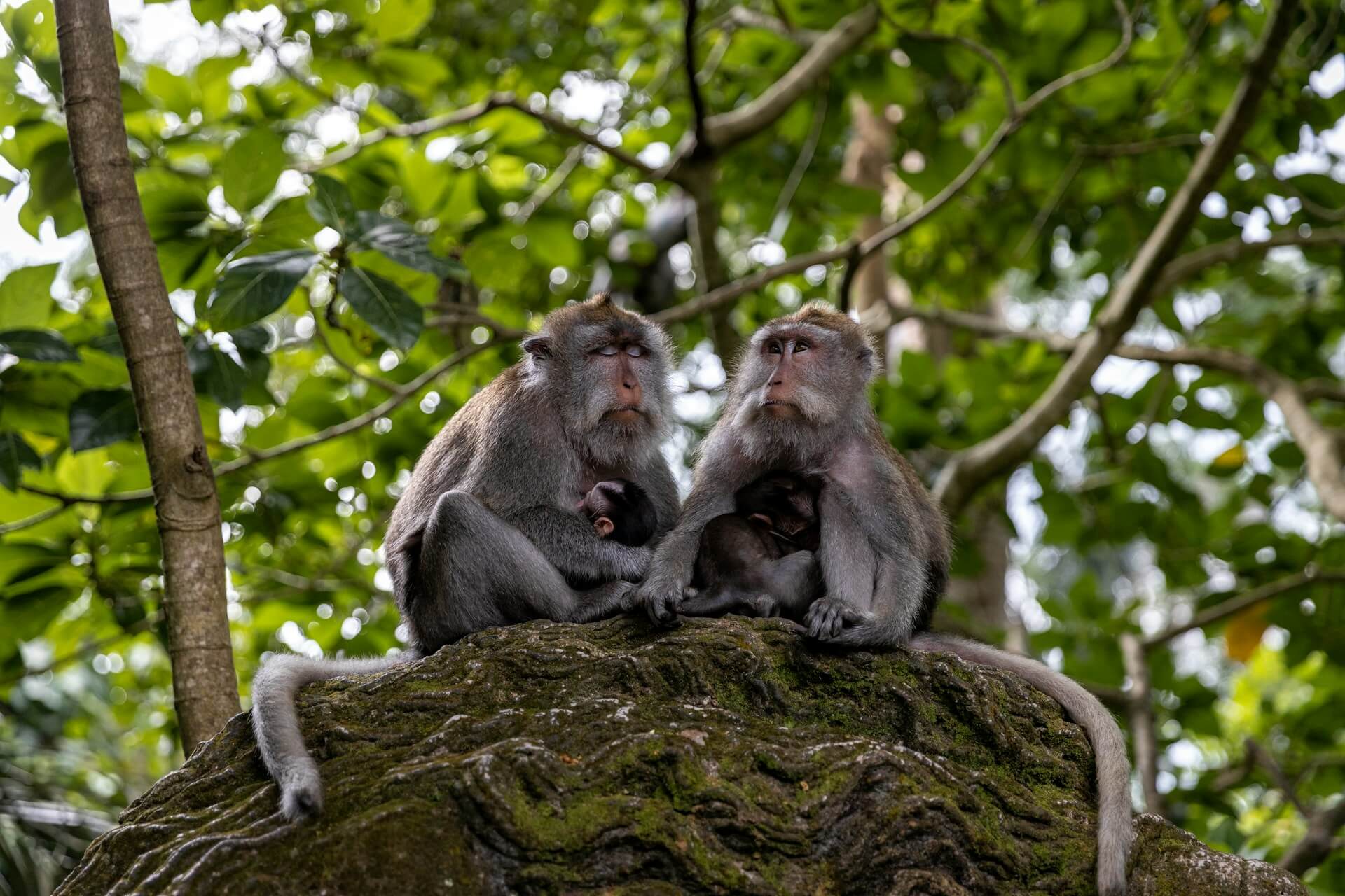 Ubud, Where Bali’s Heartbeat Dances Between Temples and Canvases