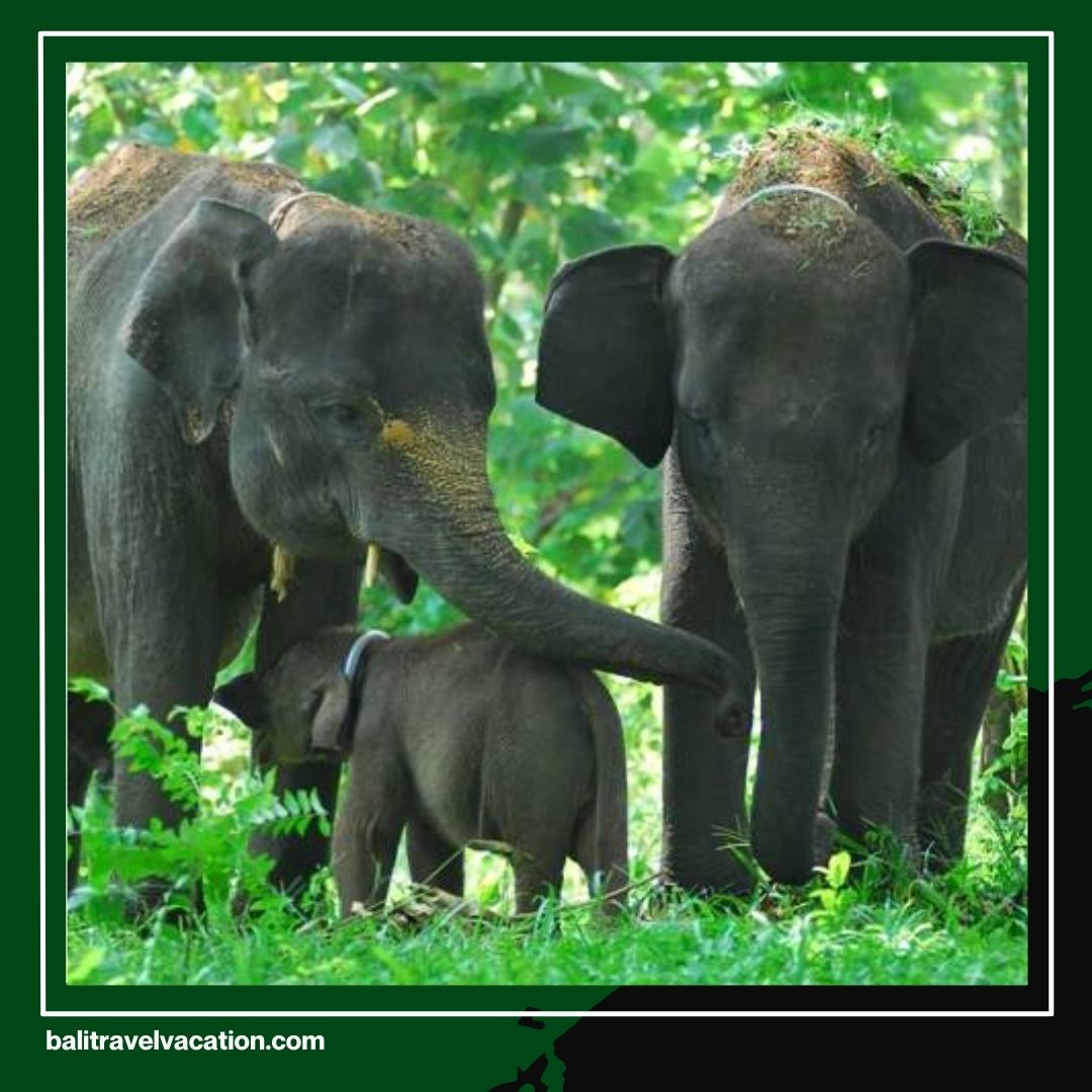 Enjoy the Best Bali Safari Elephant Experience Cheapest Family Holiday Package