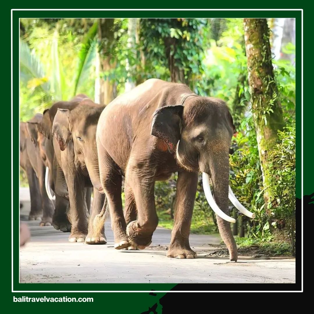 Best Bali Tour Packages for Family Enjoy a Hassle-Free Vacation