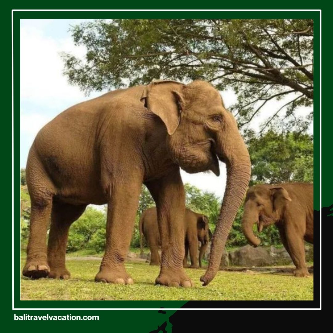 Enjoy the Best Bali Safari Elephant Experience Cheapest Family Holiday Package