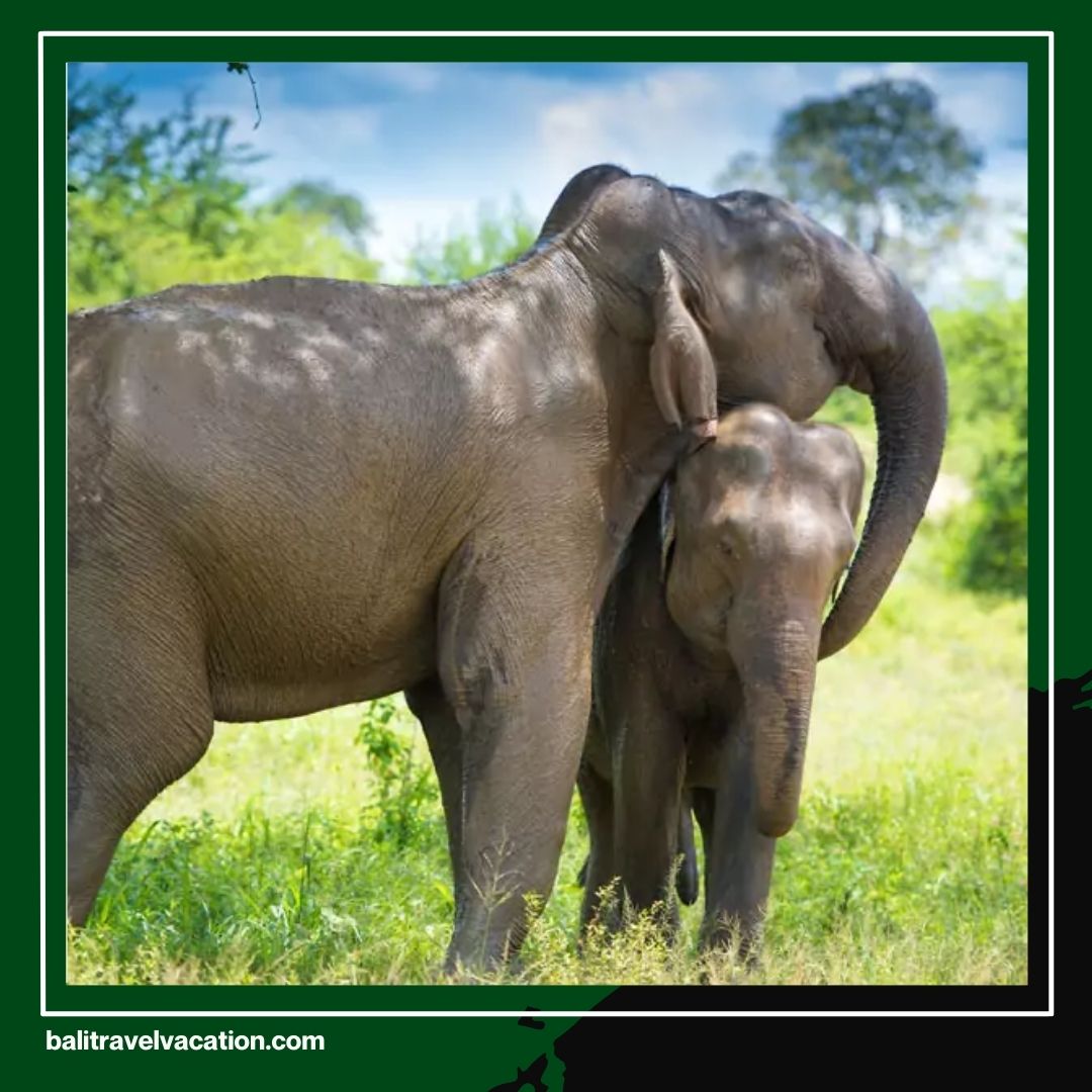 Enjoy the Best Bali Safari Elephant Experience Cheapest Family Holiday Package