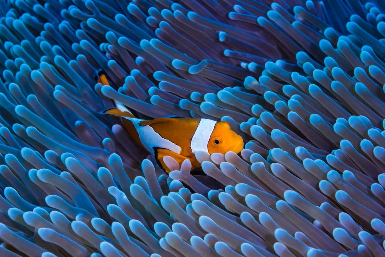 The Unforgettable Stunning Natural Beauty of the Underwater Paradise of Buleleng
