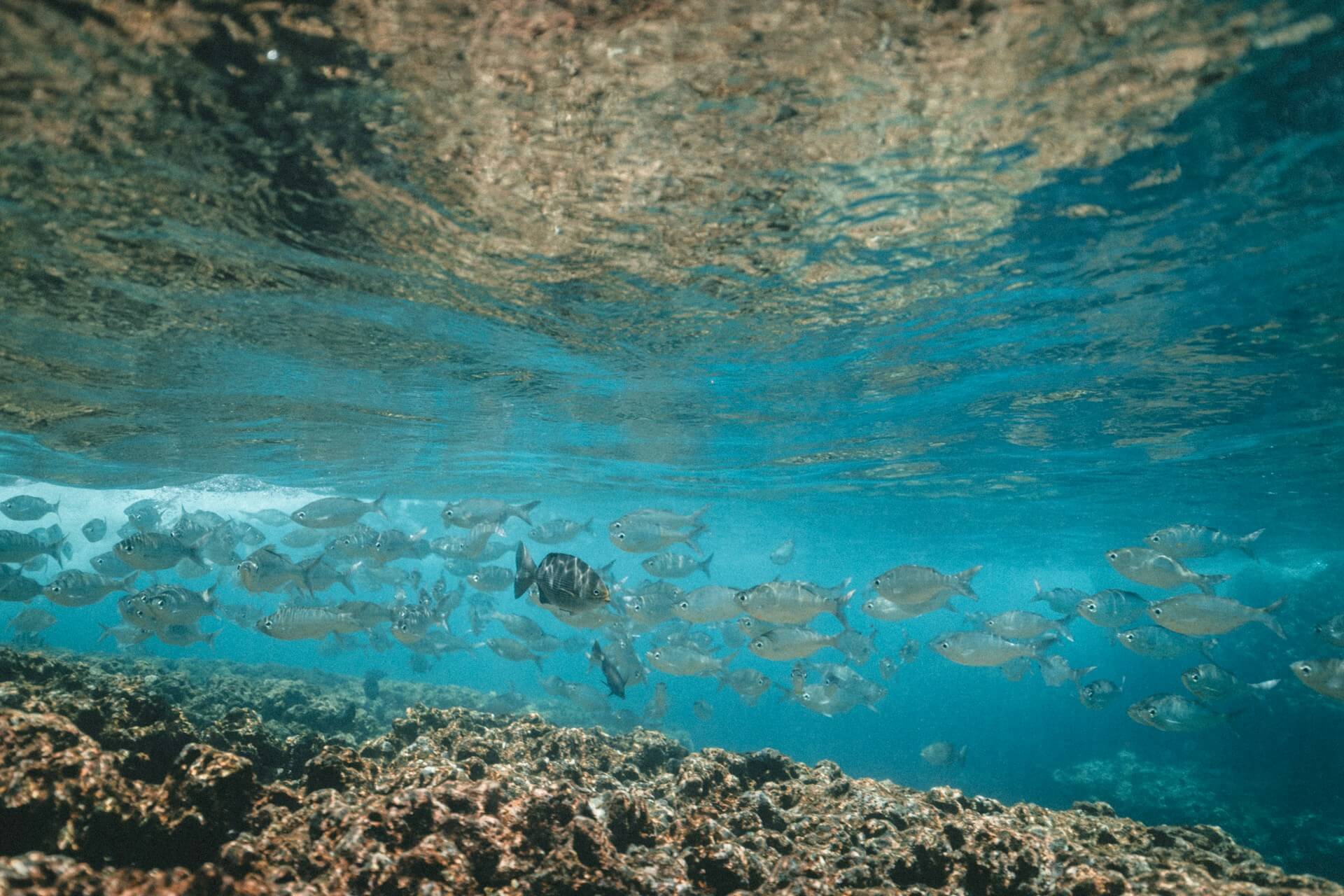 The Unforgettable Stunning Natural Beauty of the Underwater Paradise of Buleleng