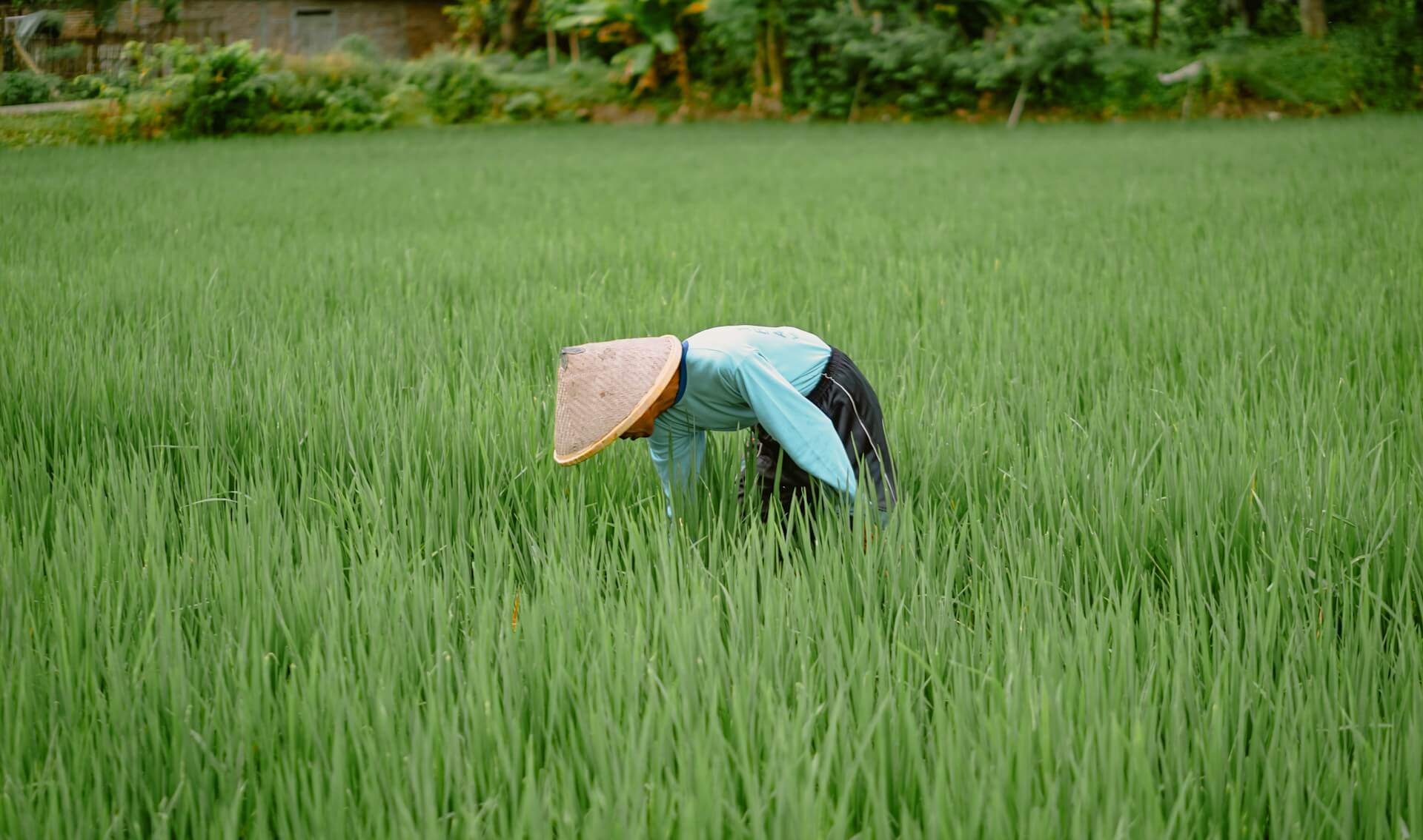 Nature, Education and Bali Inside the Kintamani Organic Farm Tour