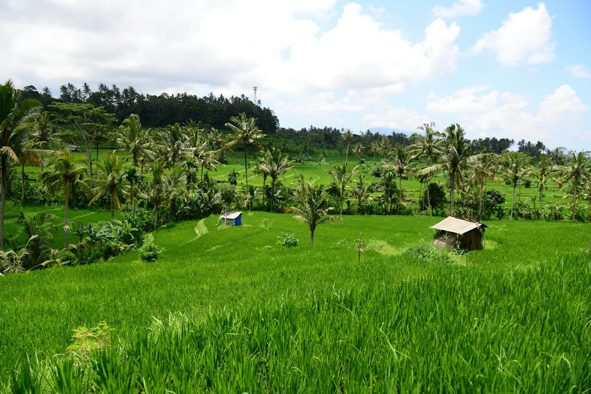 Nature, Education and Bali Inside the Kintamani Organic Farm Tour