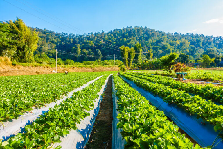 Nature, Education and Bali Inside the Kintamani Organic Farm Tour