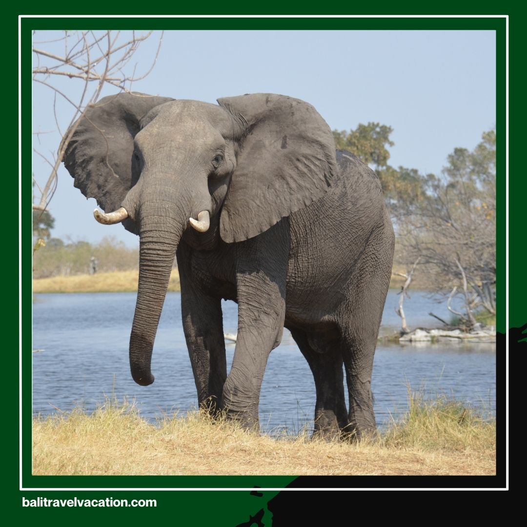 Elephant Tour Bali An Unforgettable Adventure with Bali Travel Vacation