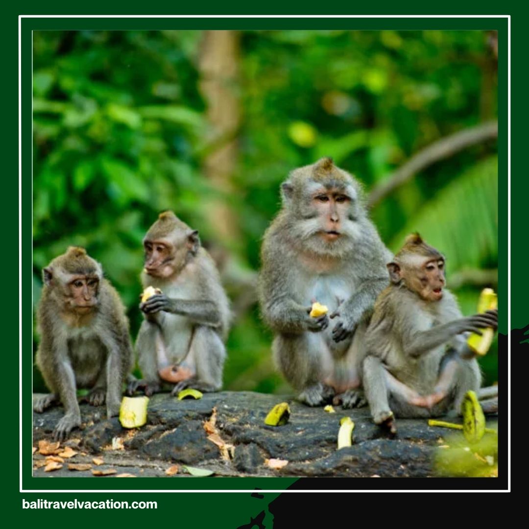 Monkey Tour Bali A Fun and Unique Experience with Bali Travel Vacation