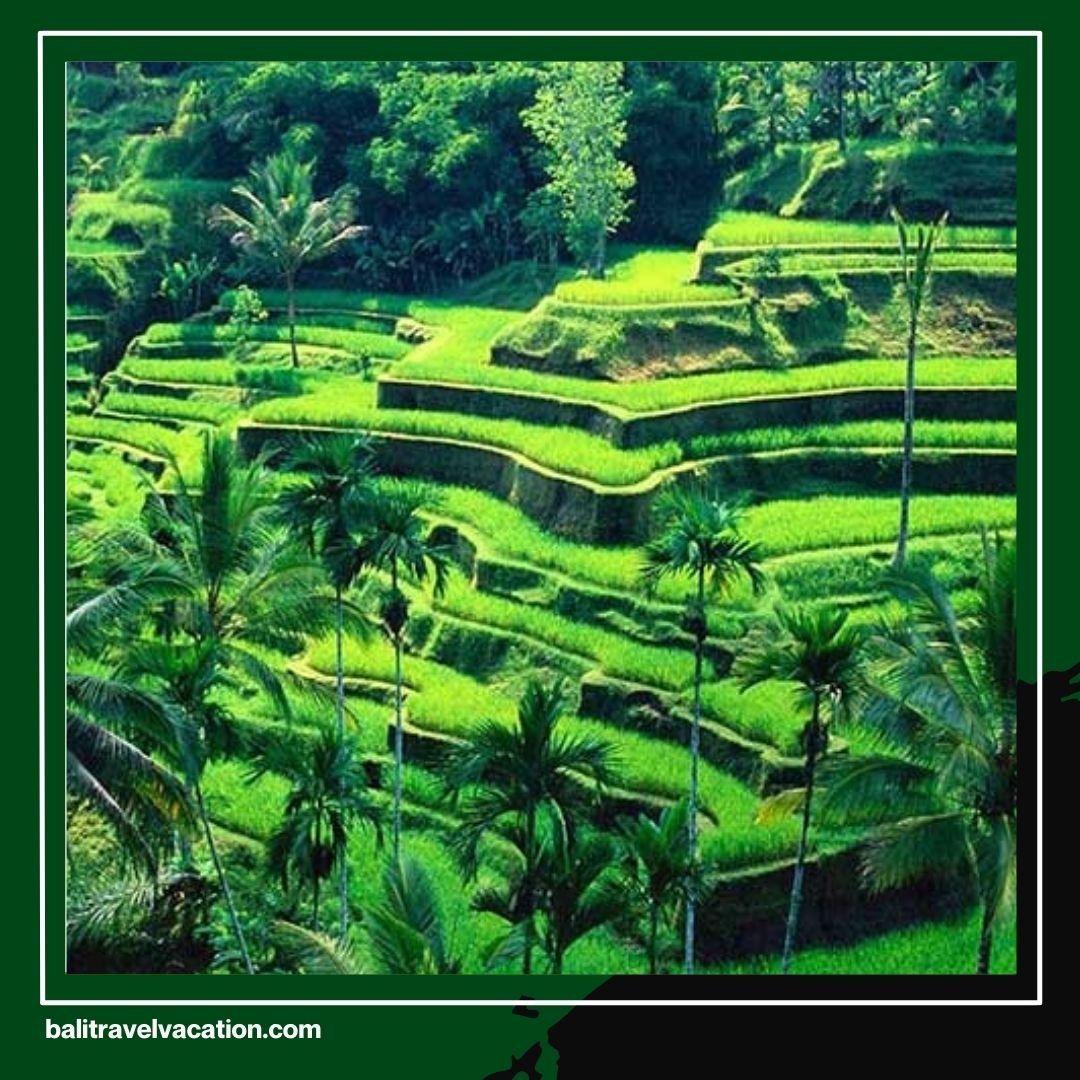 Explore the Beauty of Bali with a Bali Rice Fields Tour by Bali Travel Vacation