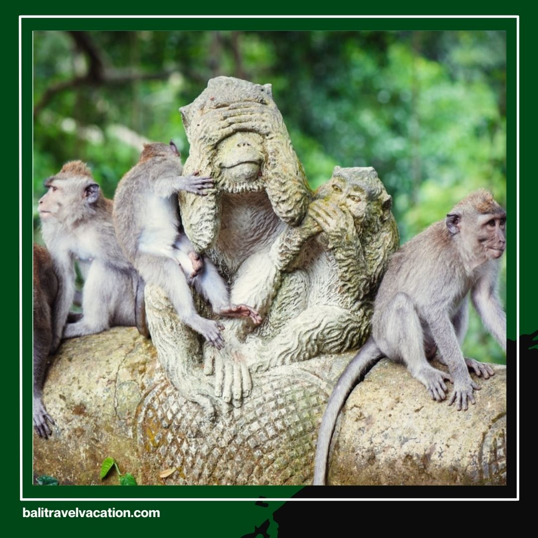 Monkey Tour Bali A Fun and Unique Experience with Bali Travel Vacation