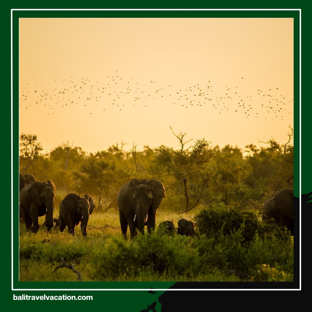 Elephant Tour Bali An Unforgettable Adventure with Bali Travel Vacation