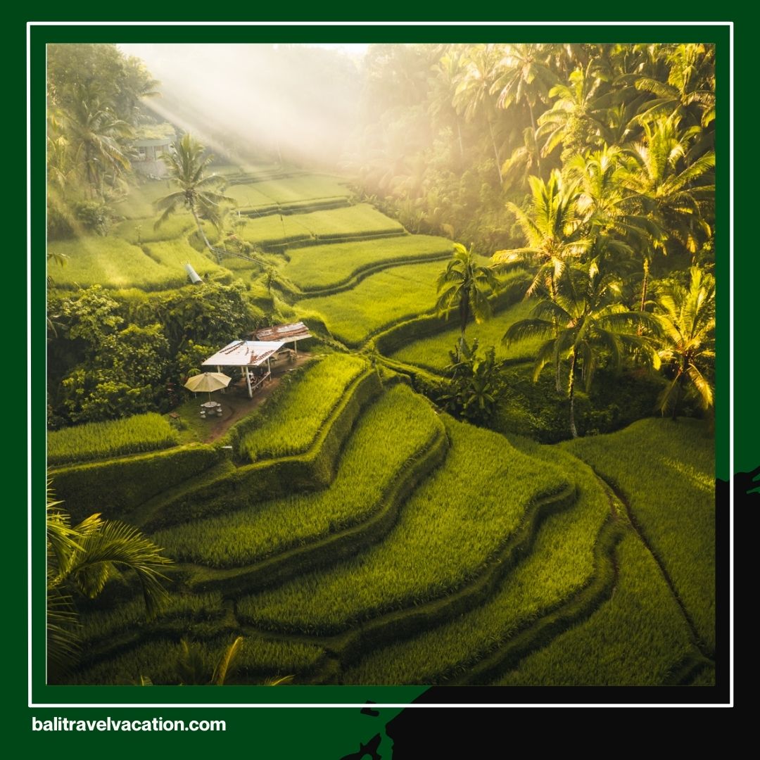 Explore the Beauty of Bali with a Bali Rice Fields Tour by Bali Travel Vacation