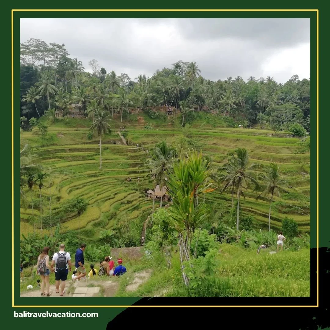 Bali Car Charter with Driver