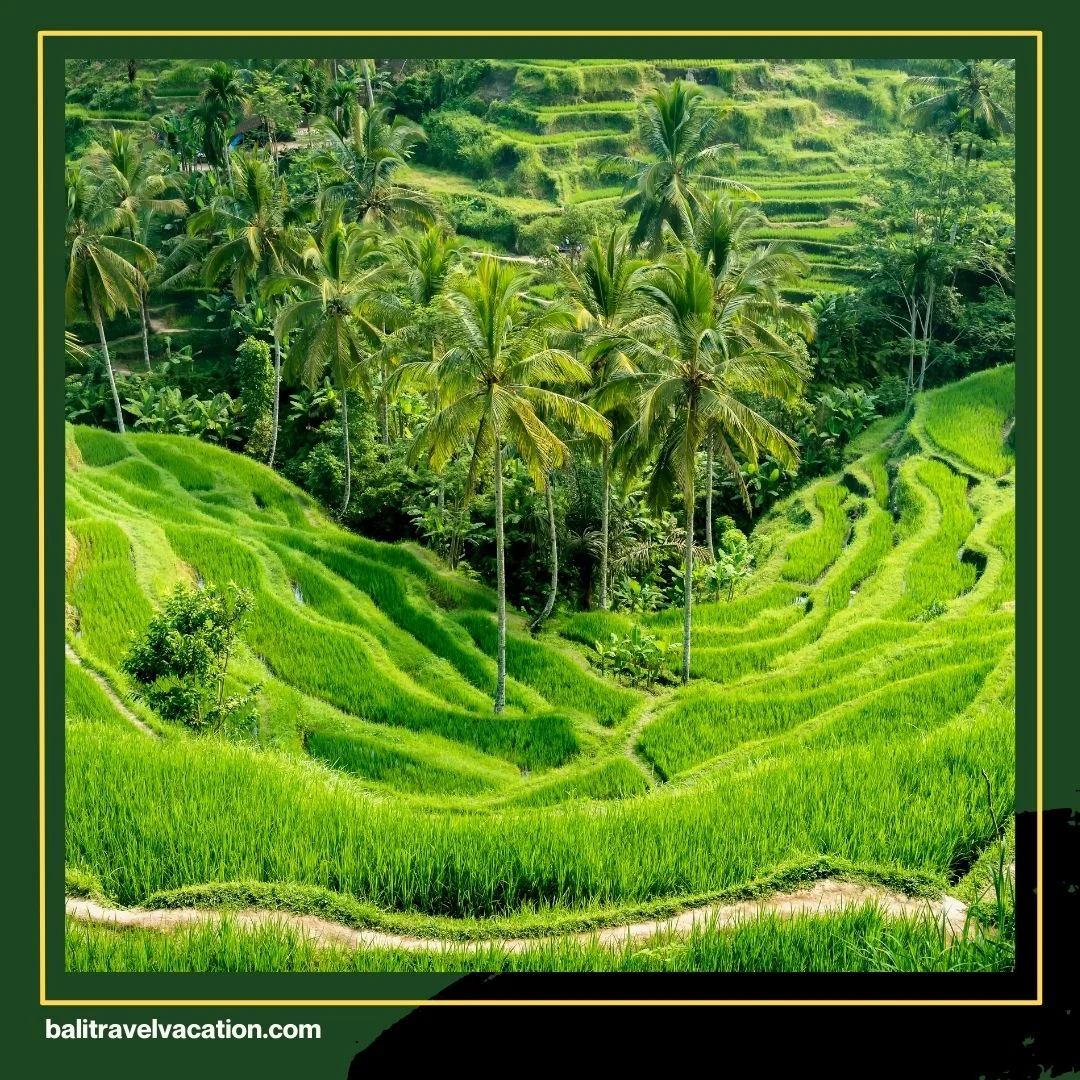 Paket Wisata Bali