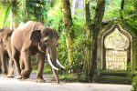 Bali Safari Elephant Ride
