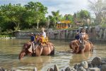 Bali Zoo Elephant Ride